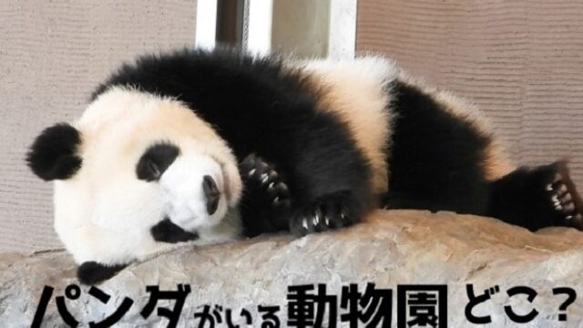 where-is-the-panda-zoo