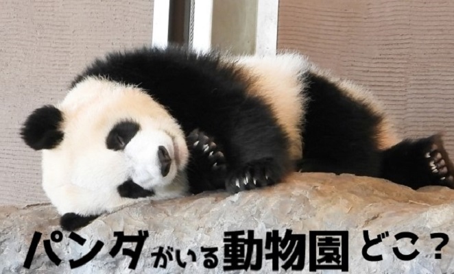 where-is-the-panda-zoo