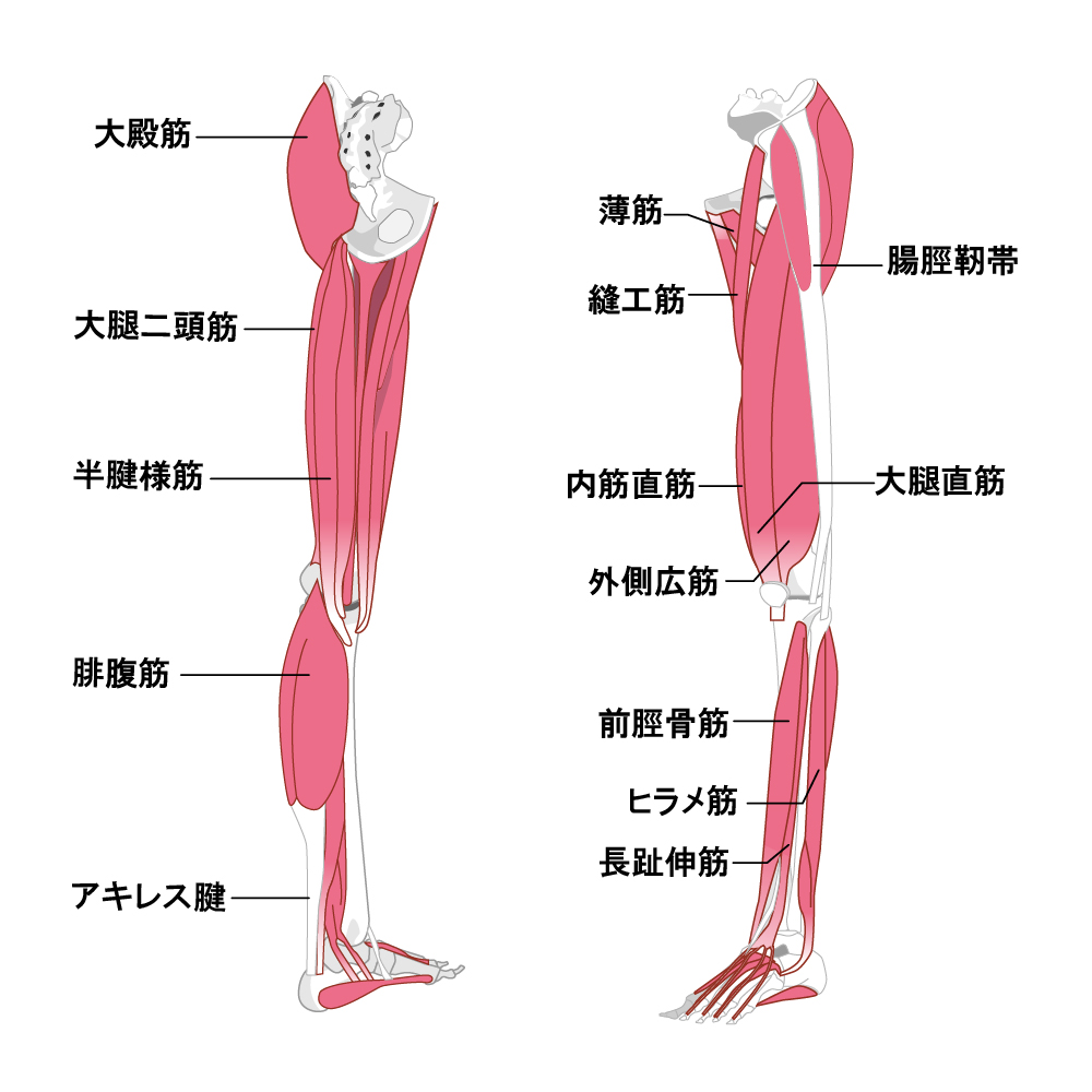 脚の筋肉