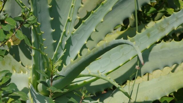 What is the difference between aloe edible?